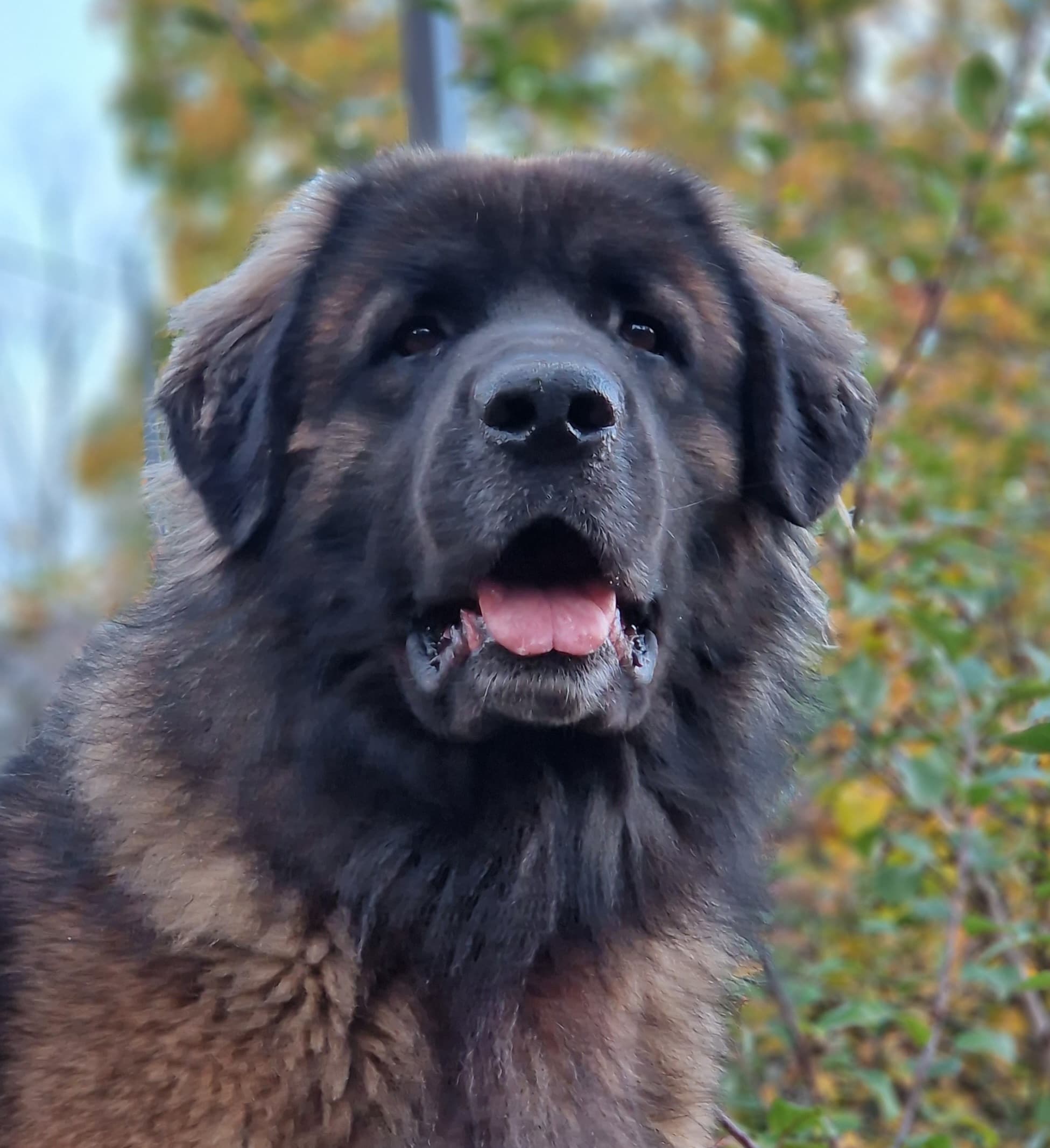maximus
