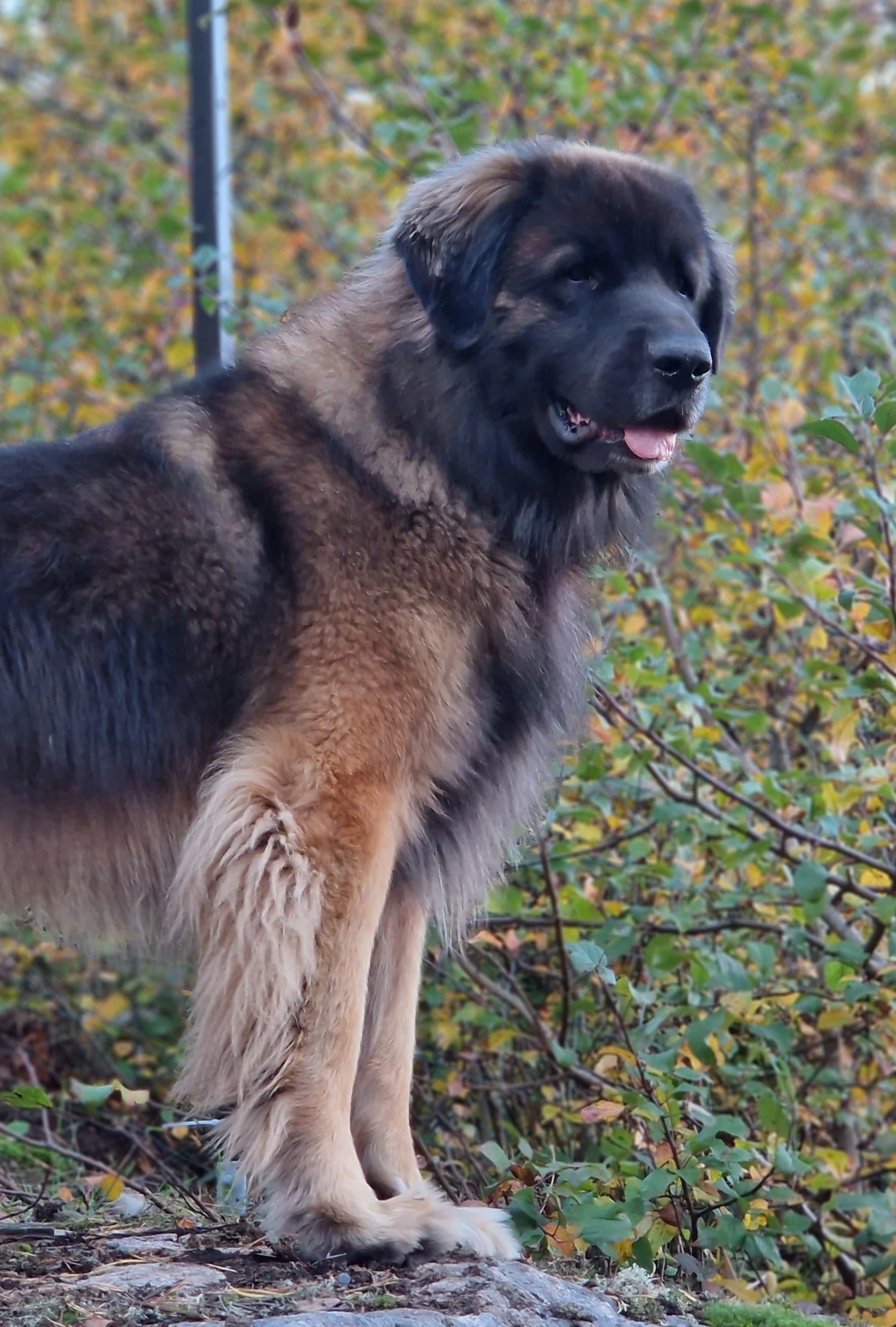 maximus