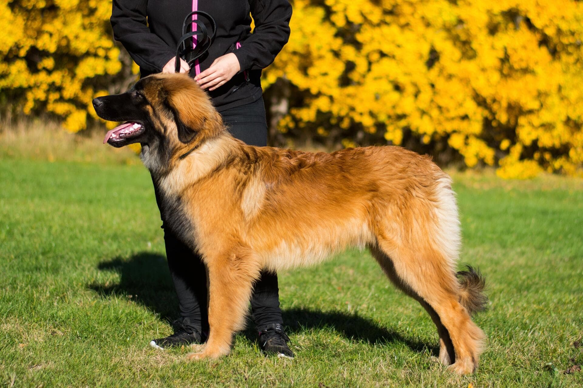 maximus