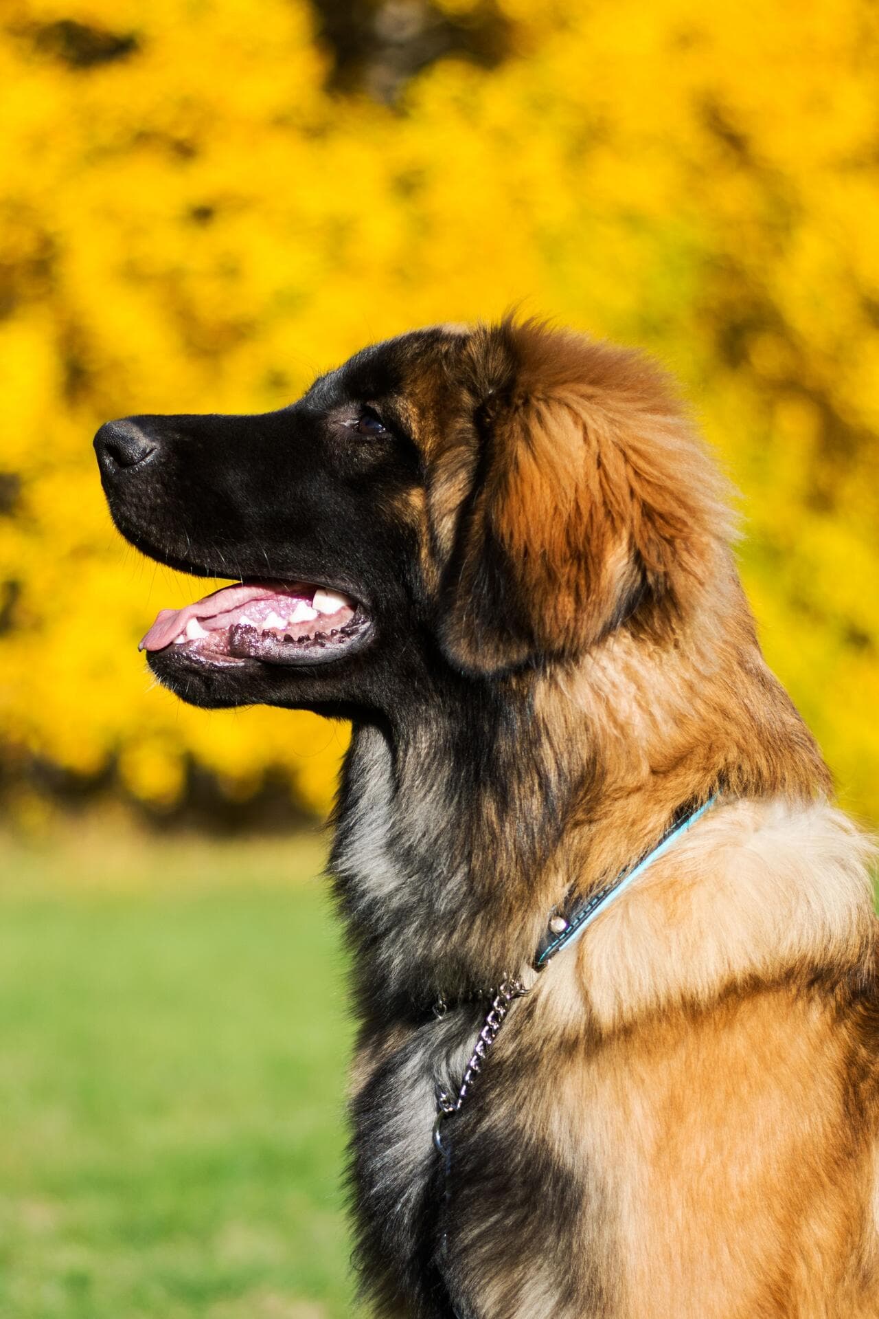 maximus