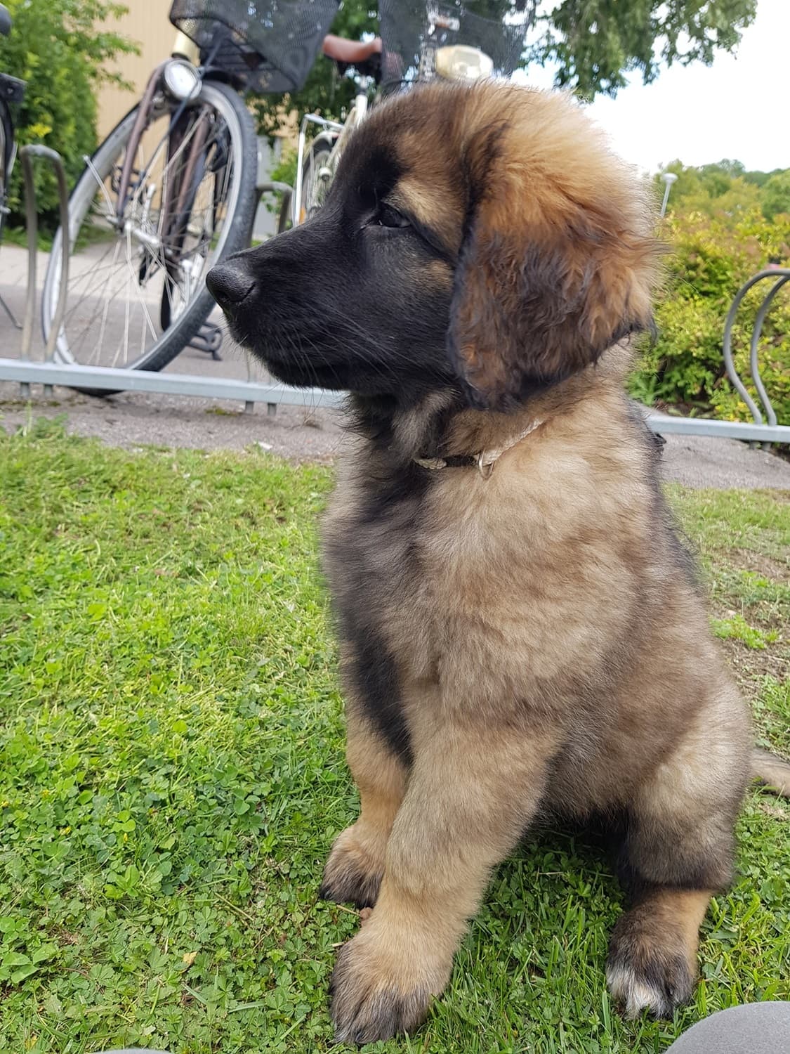 leja