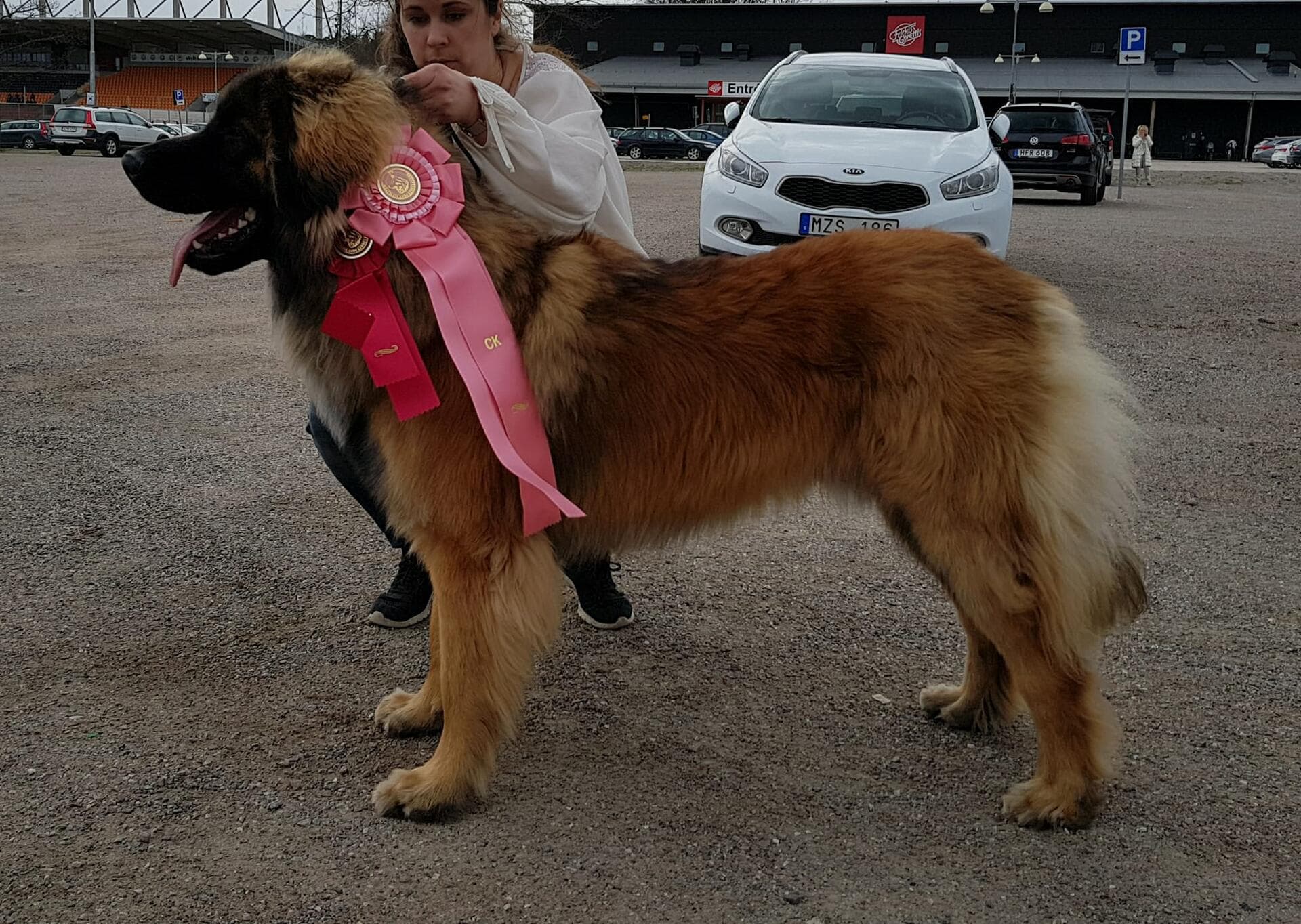 maximus