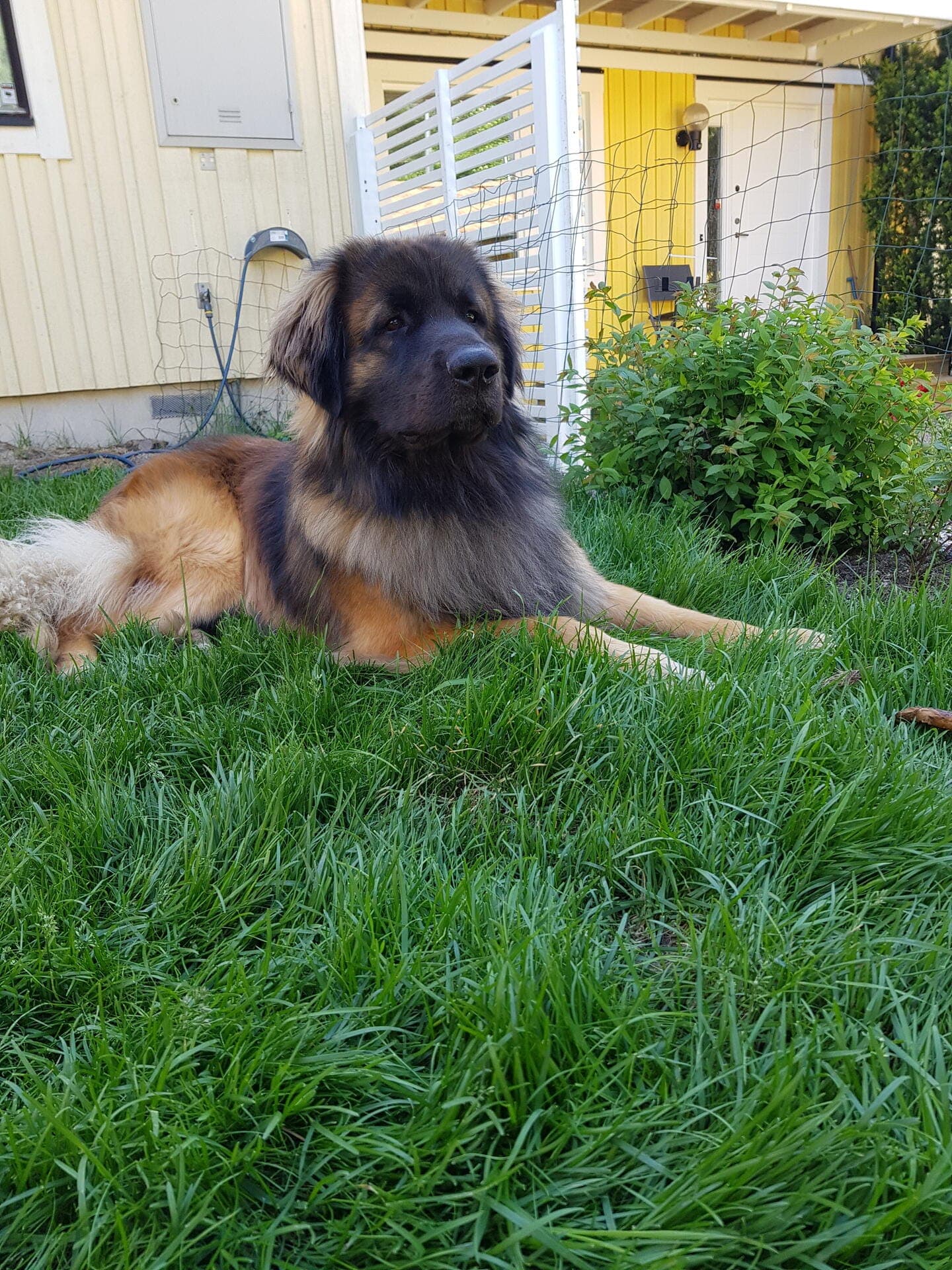 maximus