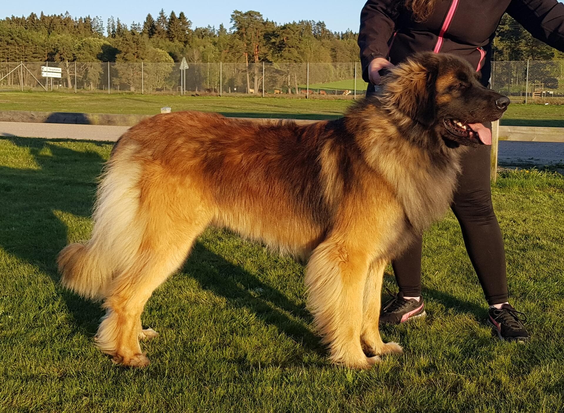 maximus