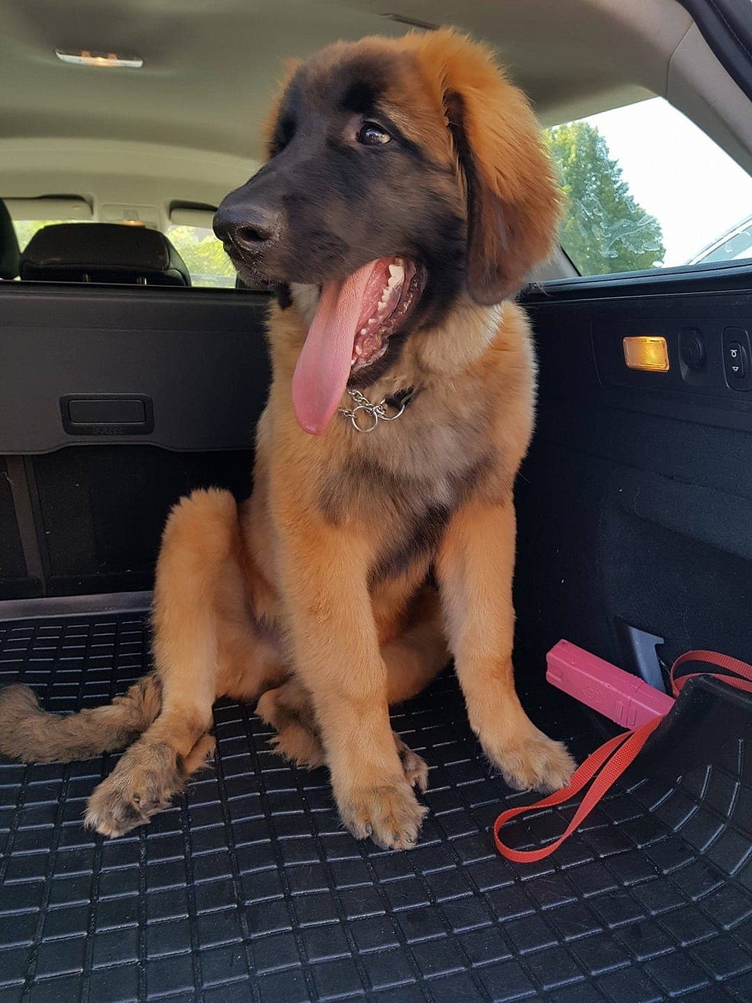 maximus