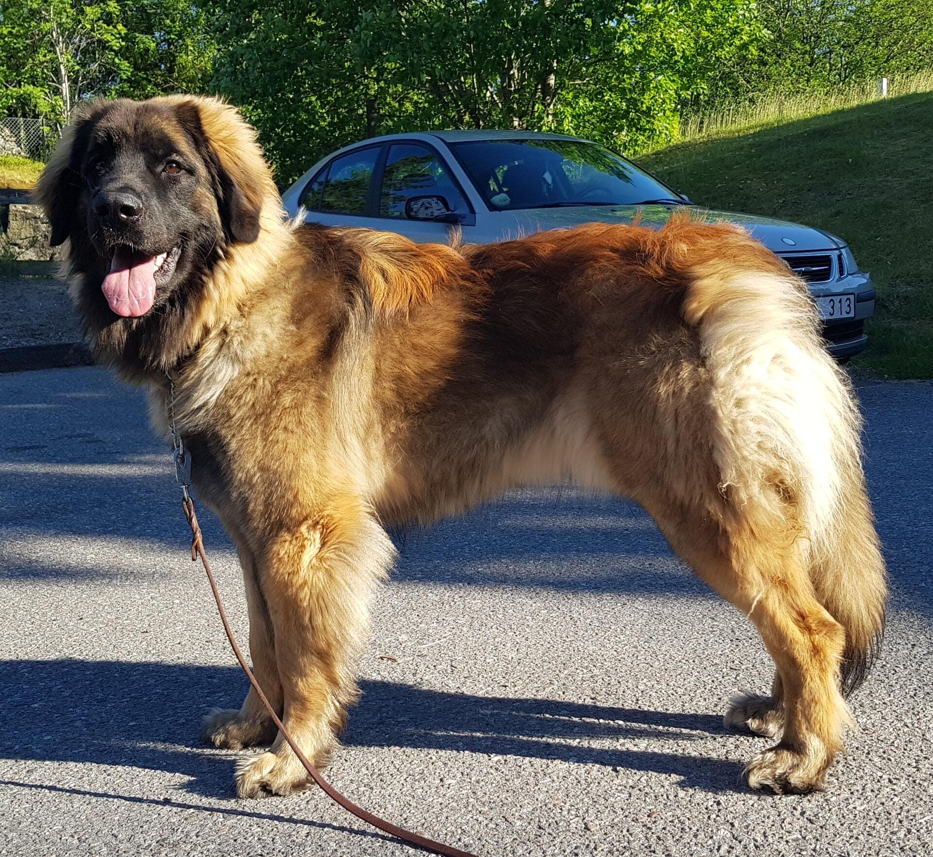 leja