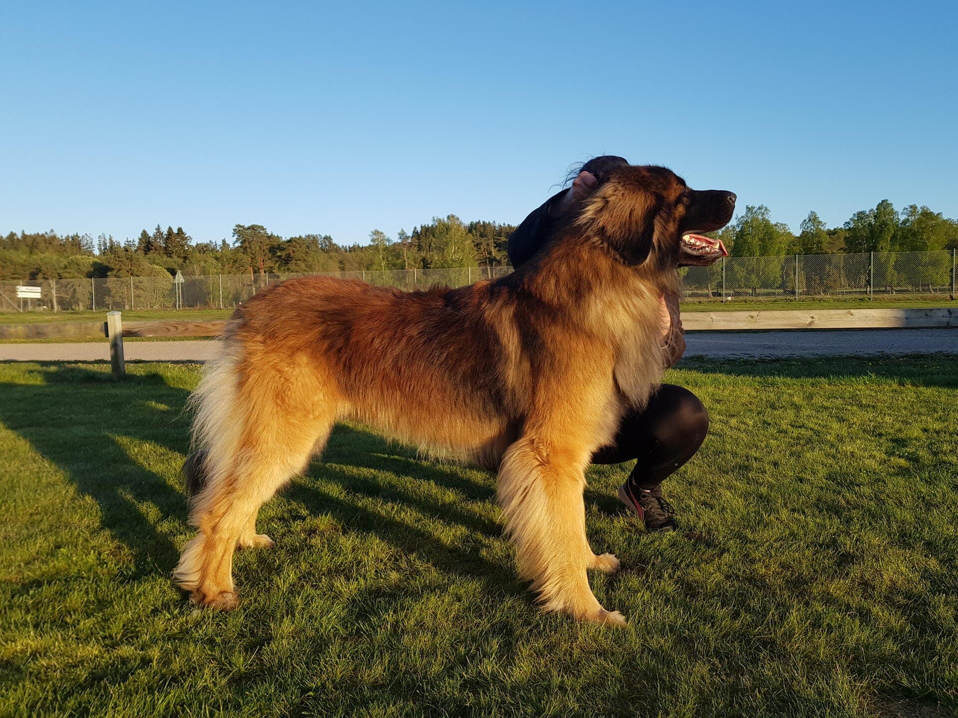 maximus