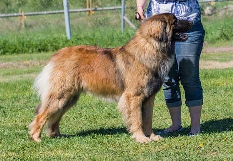maximus