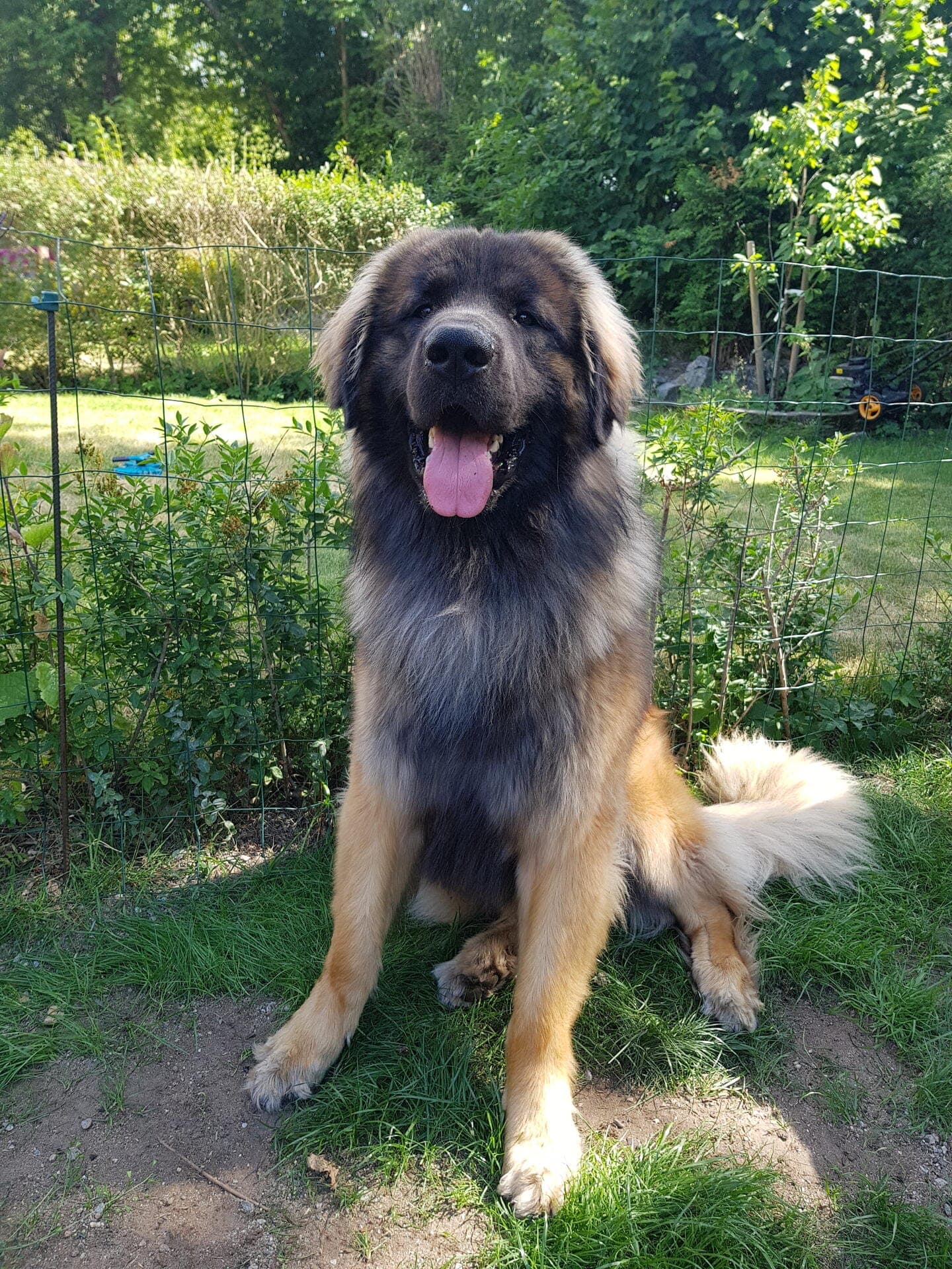 maximus