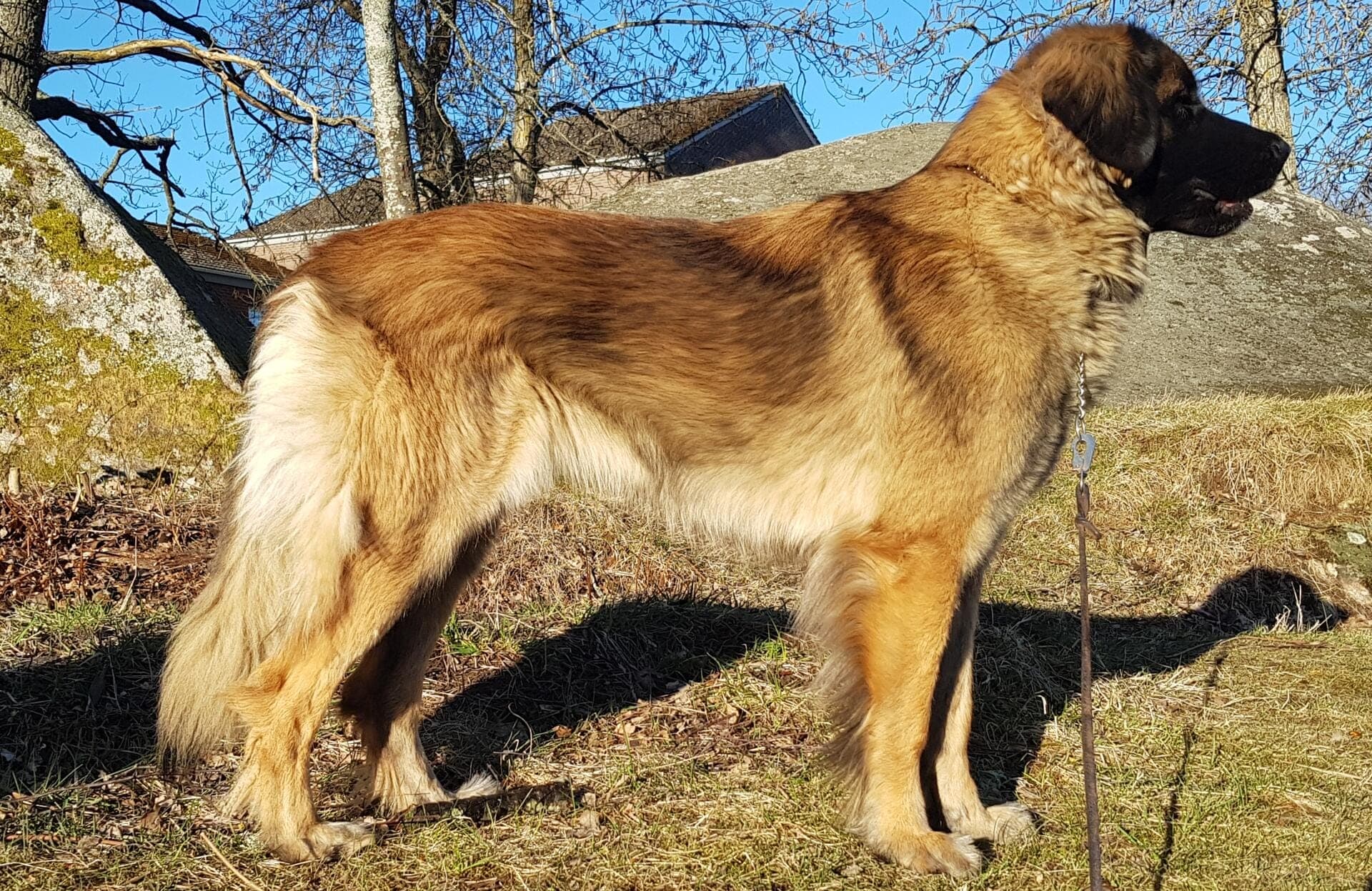 leja