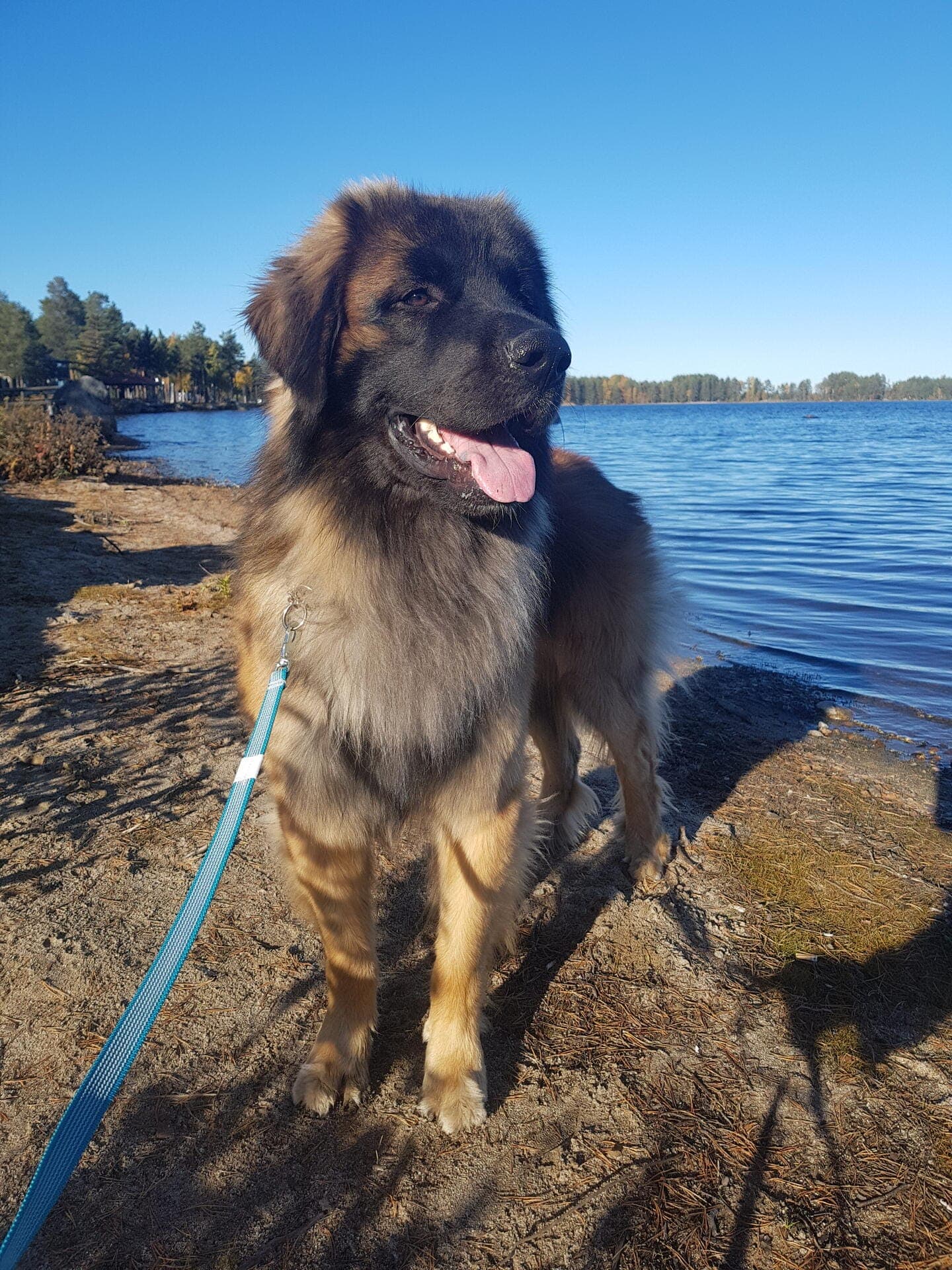 maximus