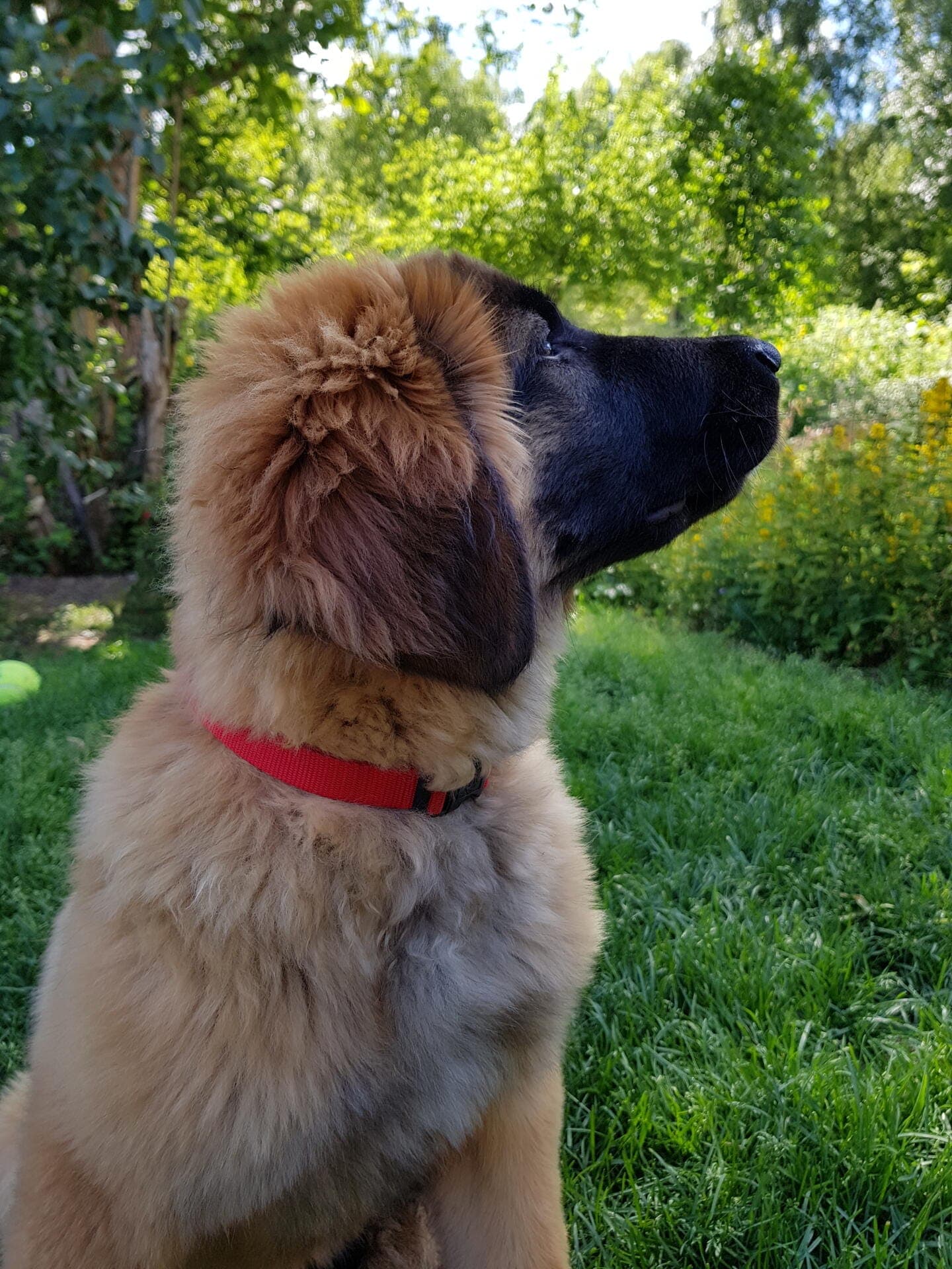 maximus