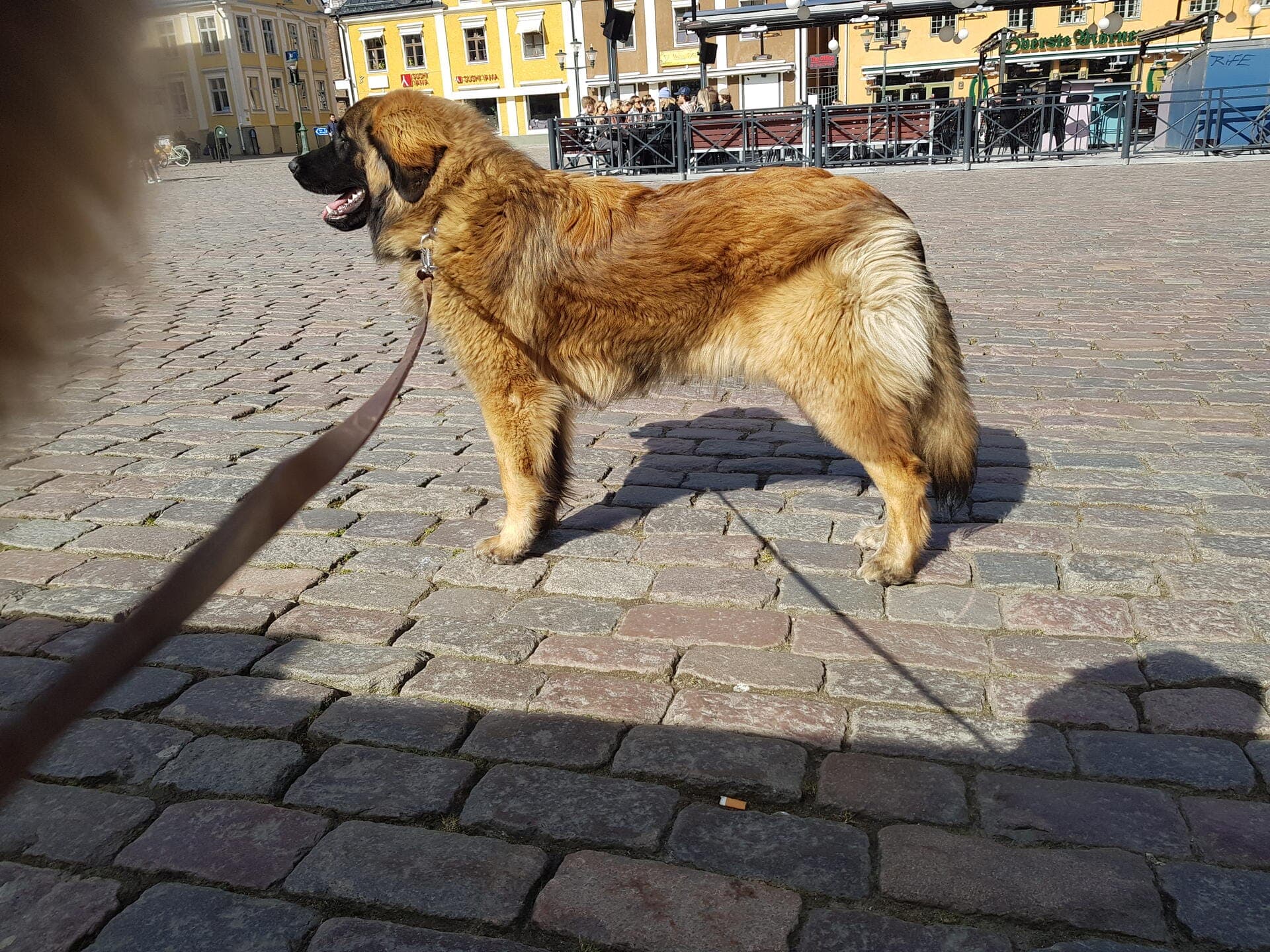 leja