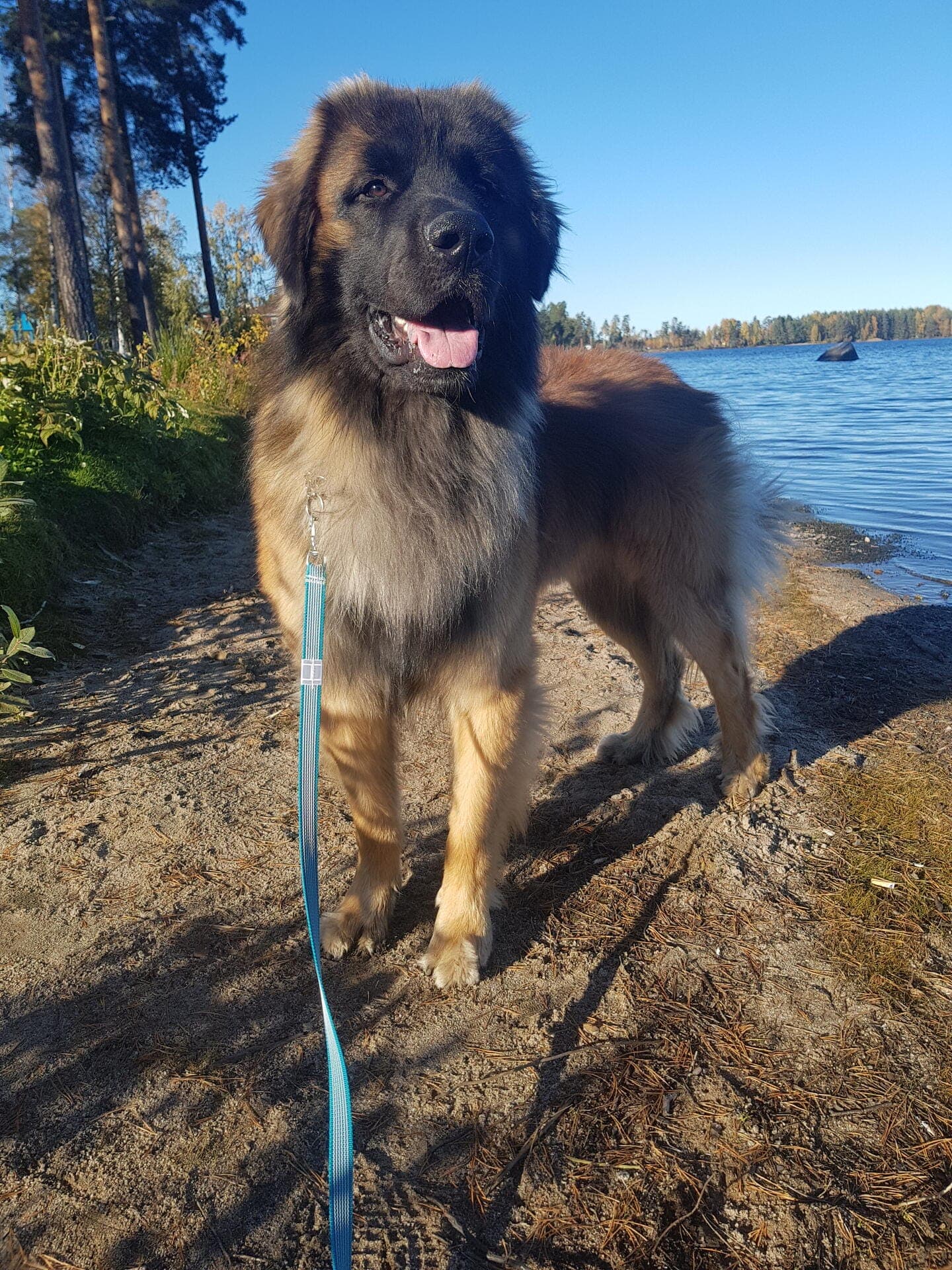 maximus