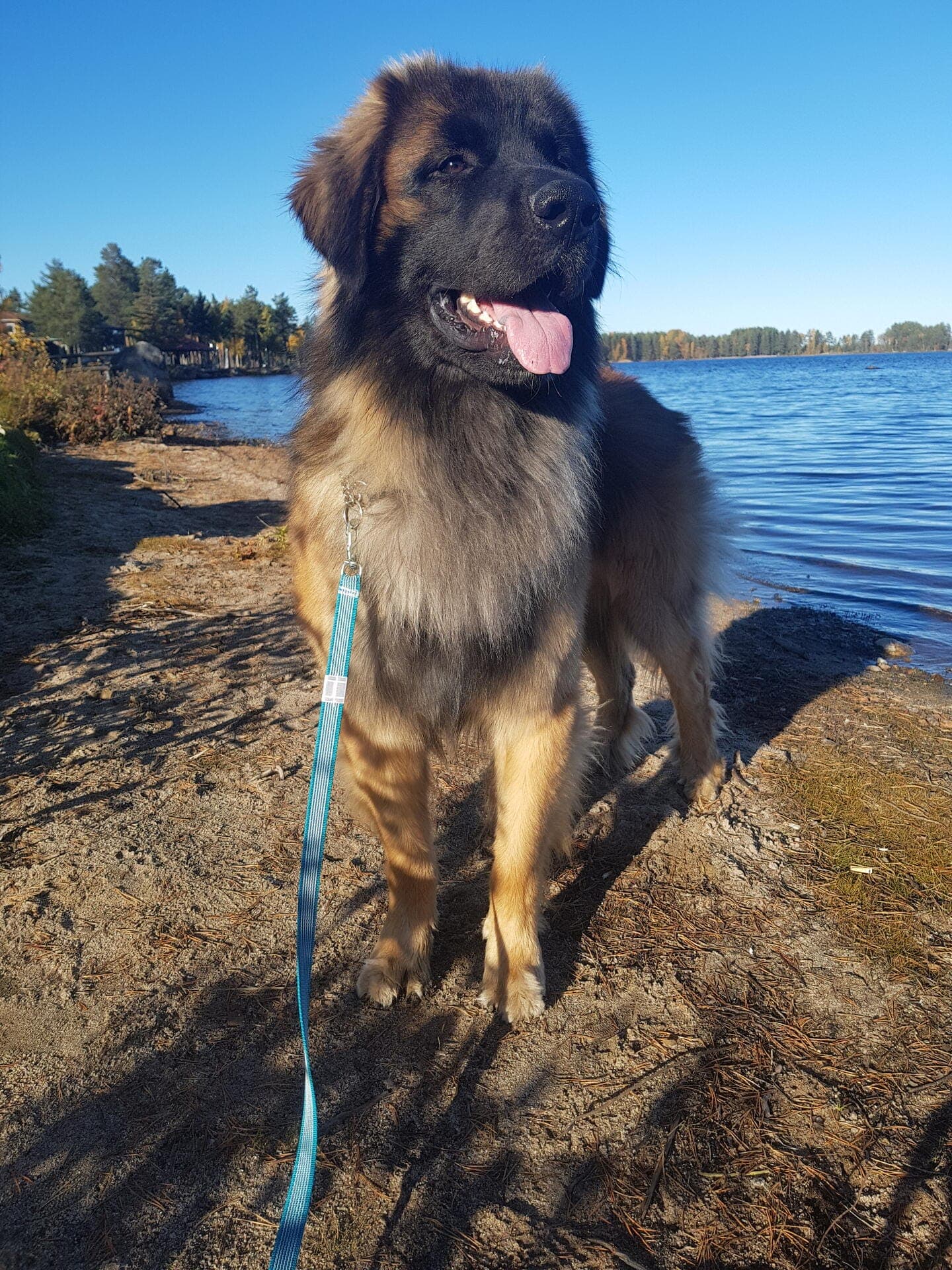maximus