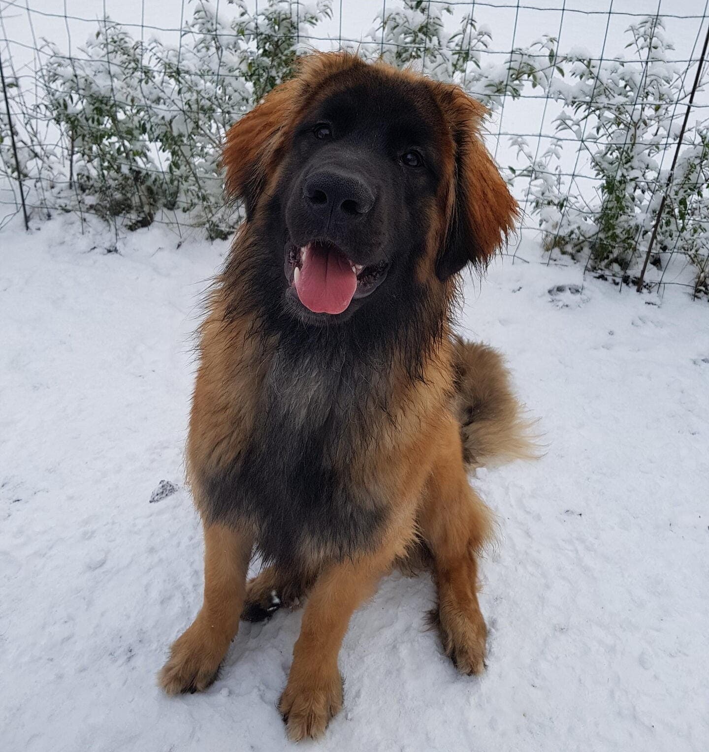 maximus