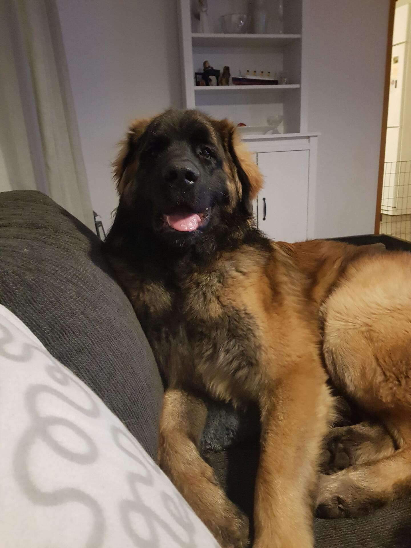 leja