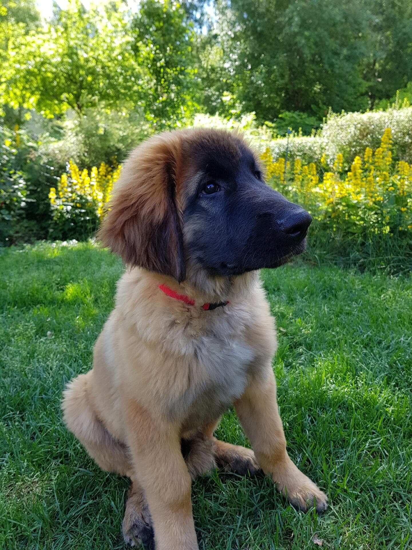 maximus