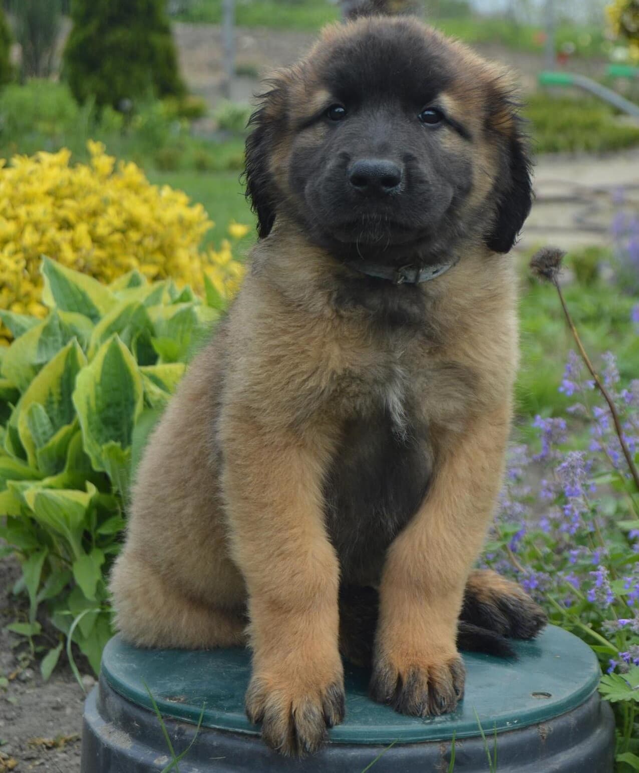 maximus
