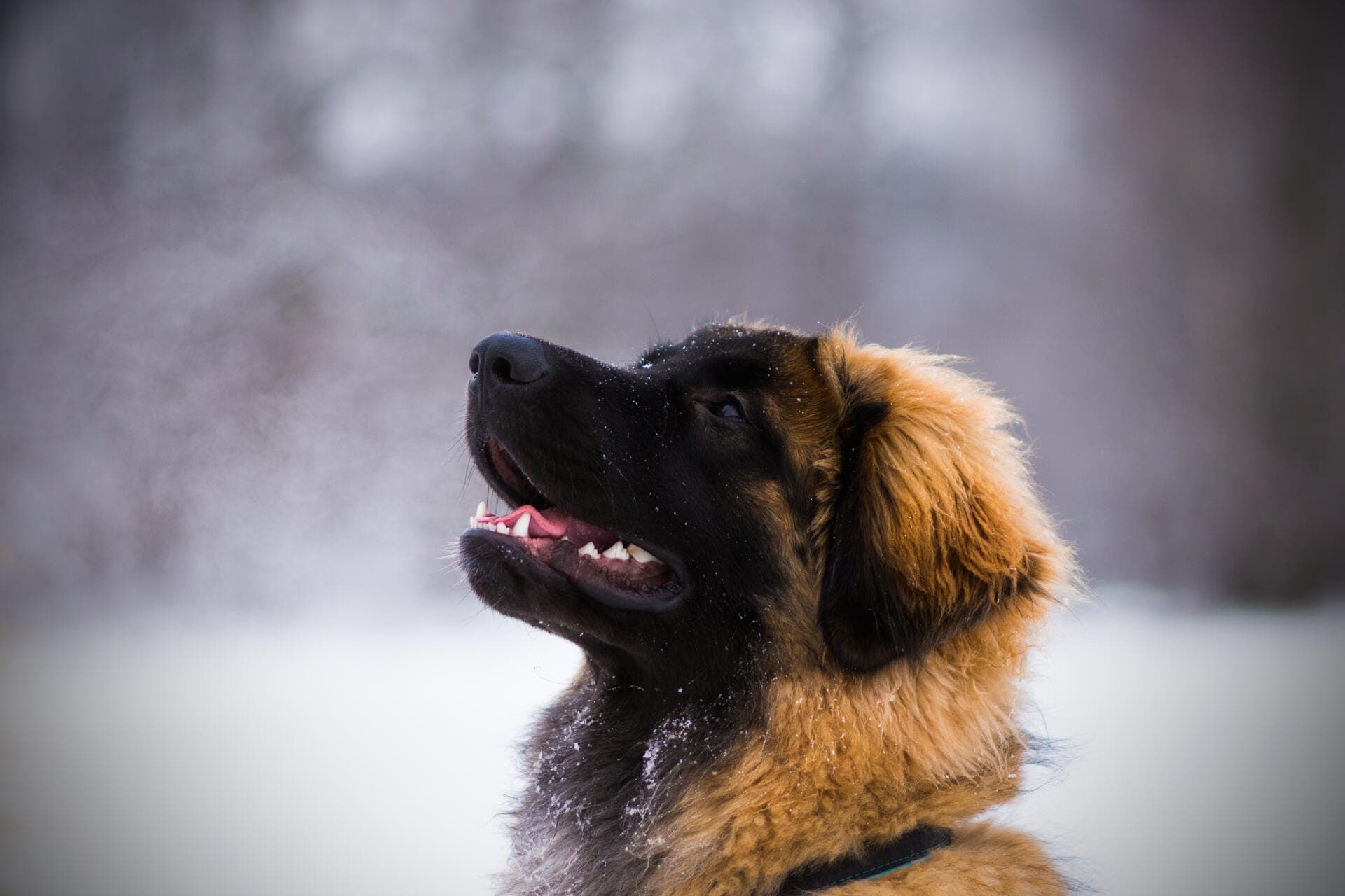 maximus