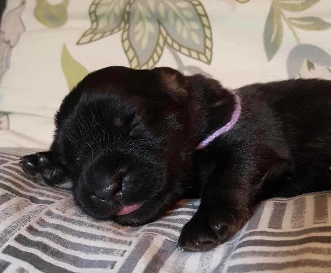 Lila