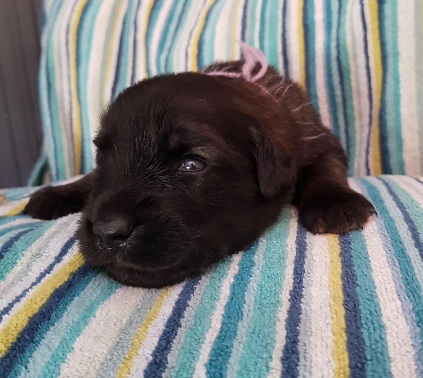 Lila