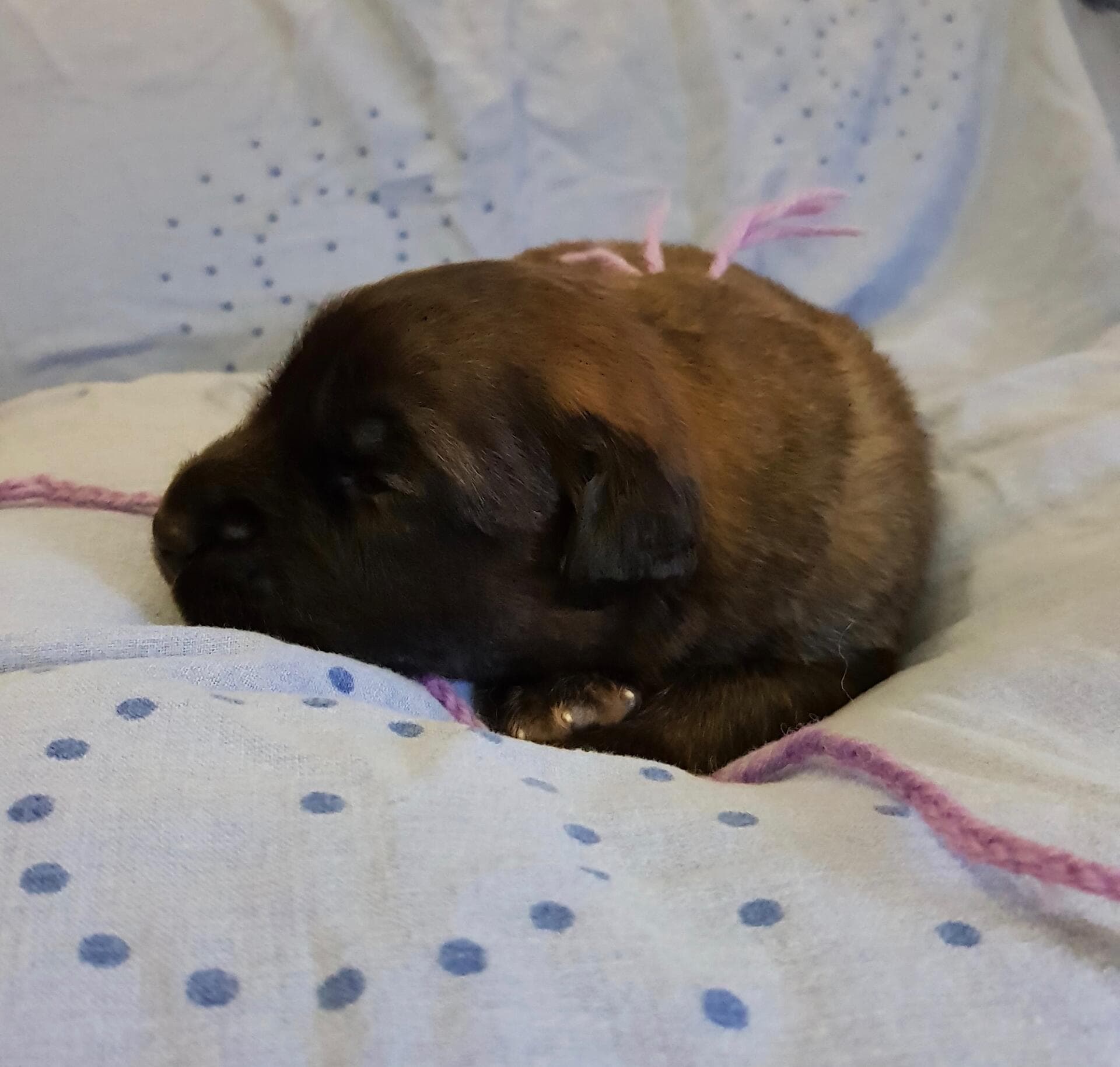 Lila