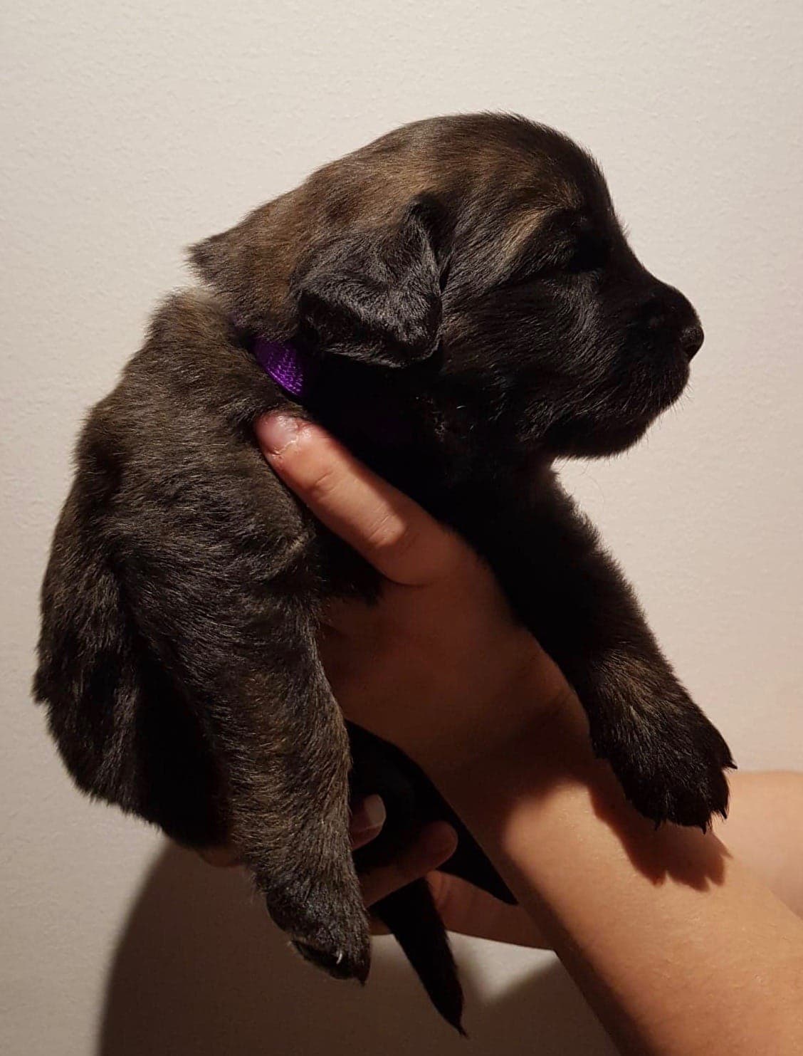 Lila