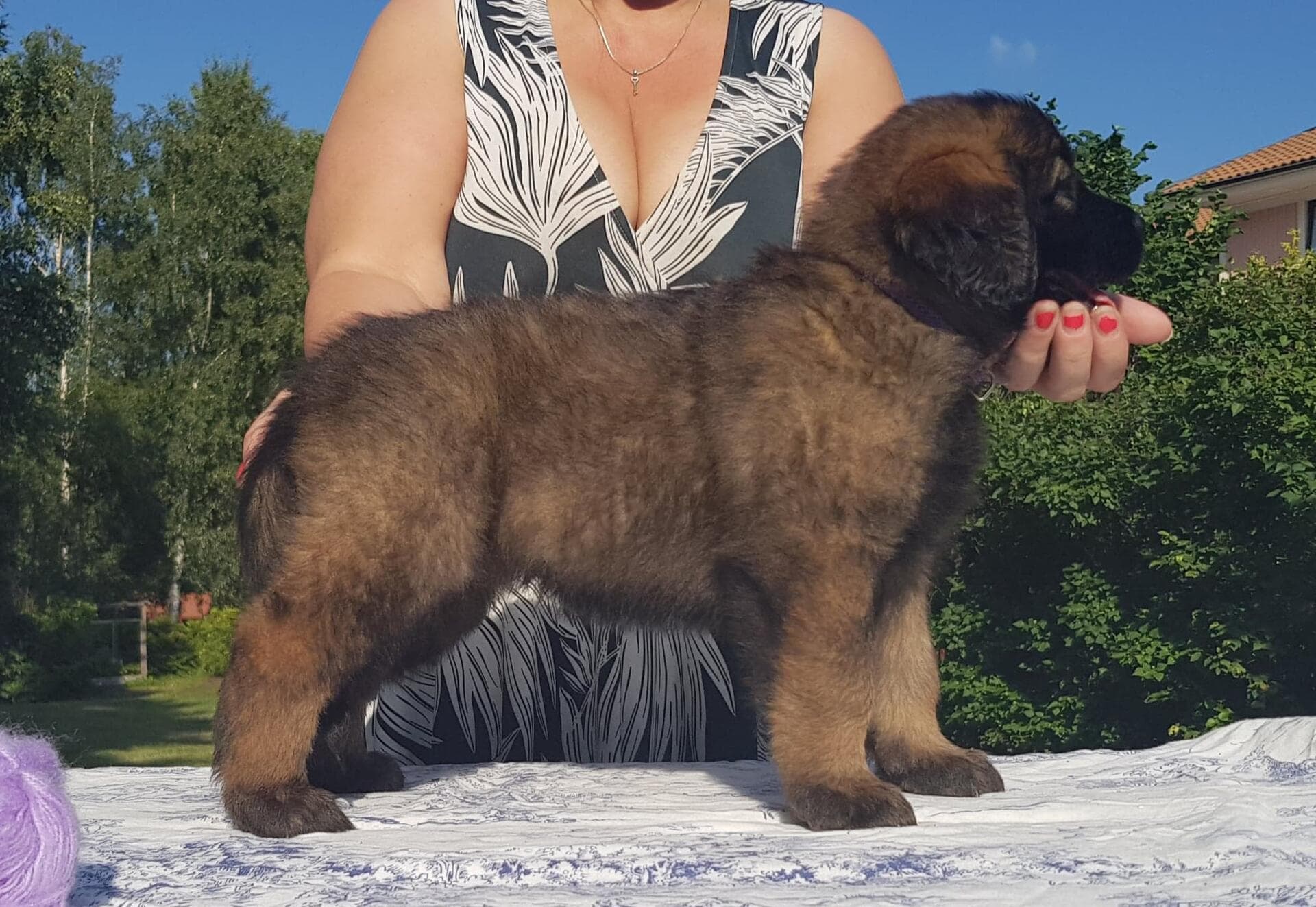 Lila