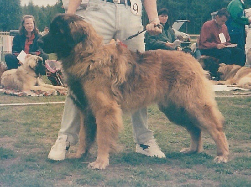 Gemini