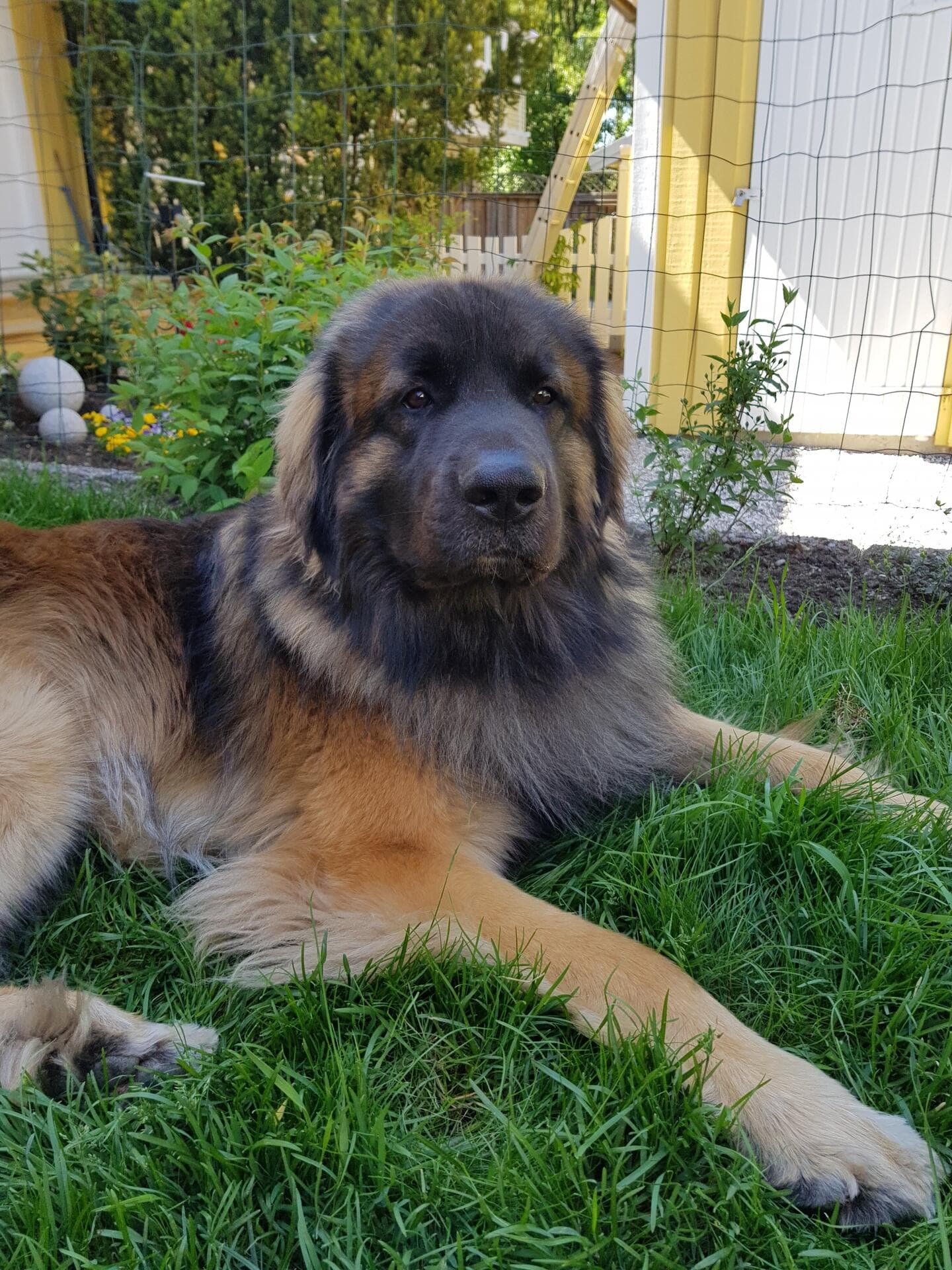 Maximus